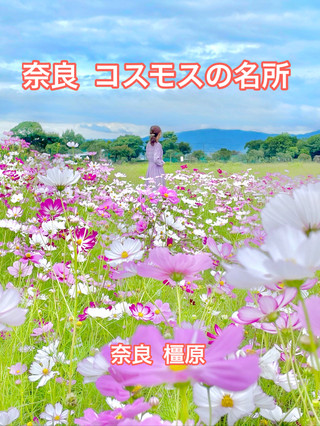 A field of cosmos spreading out as far as the eye can see