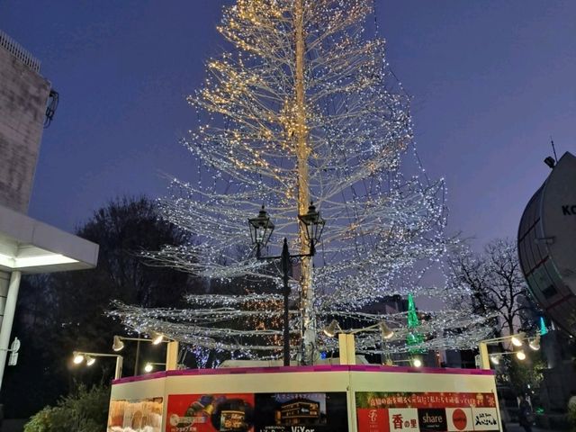 【土佐料理 たたき亭:高知市】高知の郷土料理を味わおう🍴