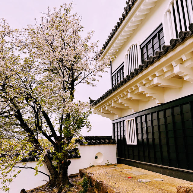 Black Castle Wonder: My Adventure Through Okayama’s Samurai History!