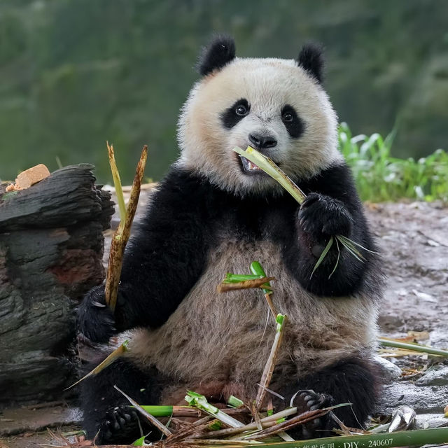 廣州動物園：親近動物🦁