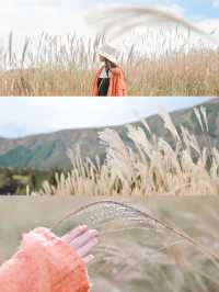【箱根】すすきの名所〜仙石原すすき草原〜