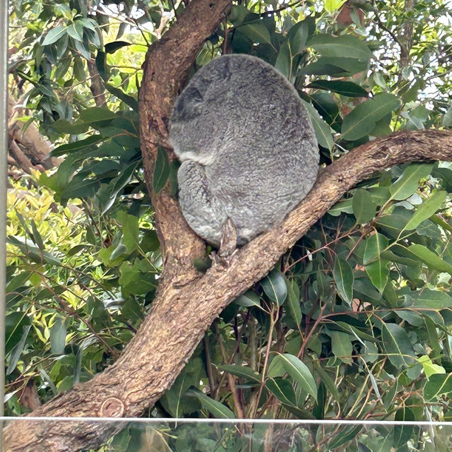 タロンガ動物園