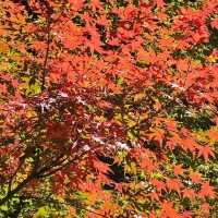 Fall season in Kunming 
