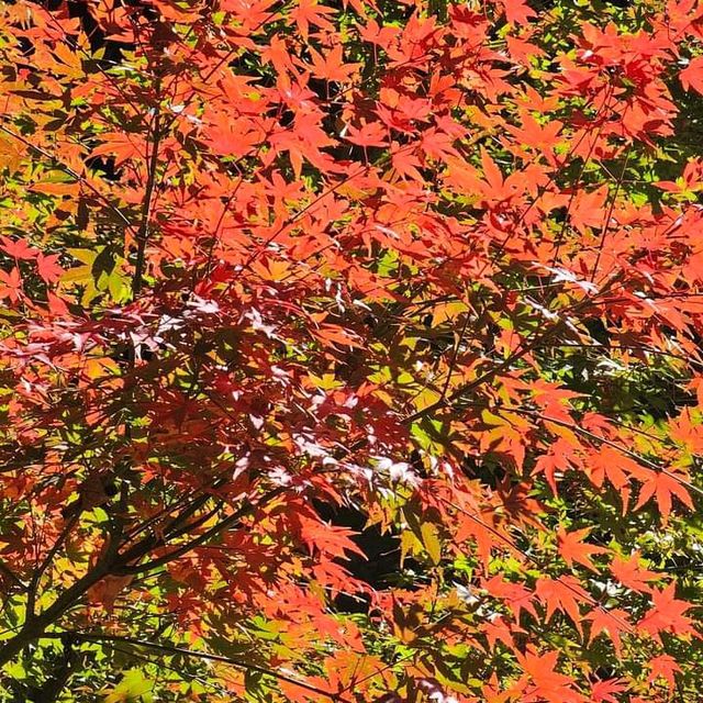 Fall season in Kunming 