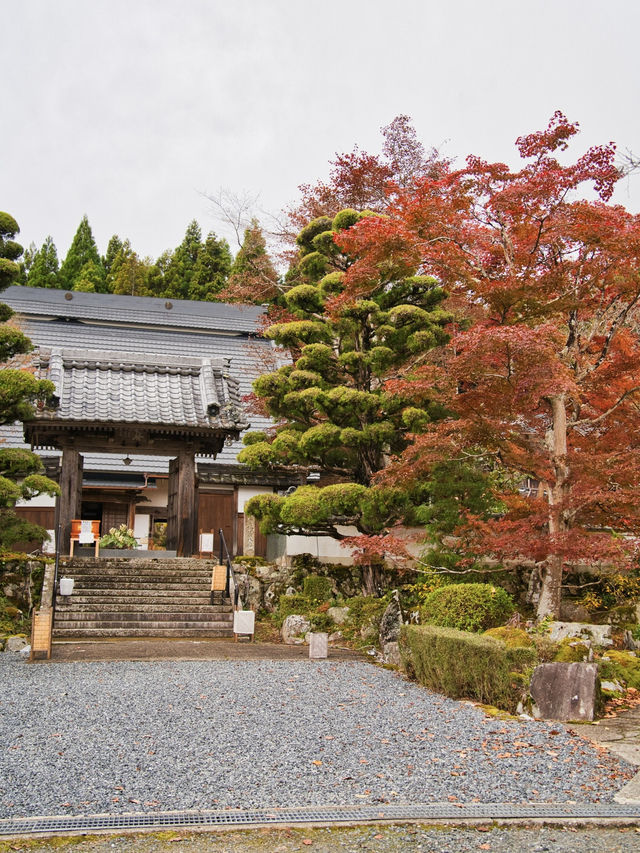 【ここ行って】本当は教えたくない🙅様々な顔が見える紅葉寺院✨※見どころ付き