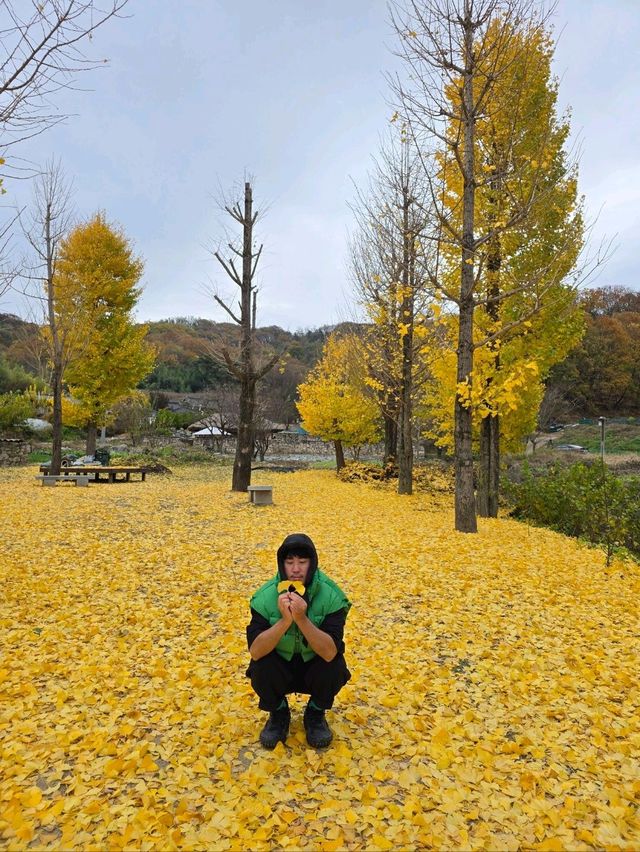 늦가을 즐기기좋은 만추의 성주 한옥마을💛