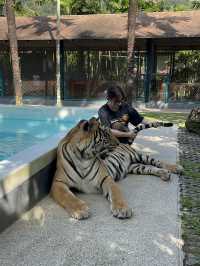 【タイ･プーケット🇹🇭】スリル満点💯トラと写真が撮れるスポット！🐯