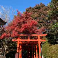 ～大德寺～秋色中的鳥居～