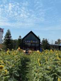 ร้านชาจุดเช็คอินใหม่ริมเลียบด่วน! CHA3MA🌻