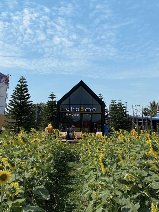 ร้านชาจุดเช็คอินใหม่ริมเลียบด่วน! CHA3MA🌻