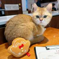 聖誕必去貓cafe