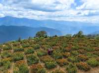 Blossom into Beauty at Northern Blossom Flower Farms