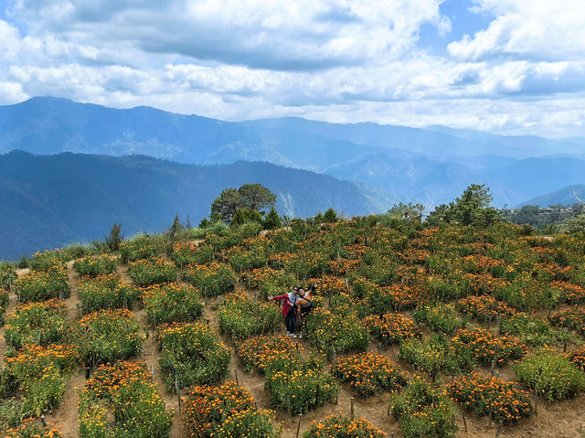Blossom into Beauty at Northern Blossom Flower Farms