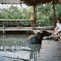 Buffalo Village หมู่บ้านอนุรักษ์ควายไทย