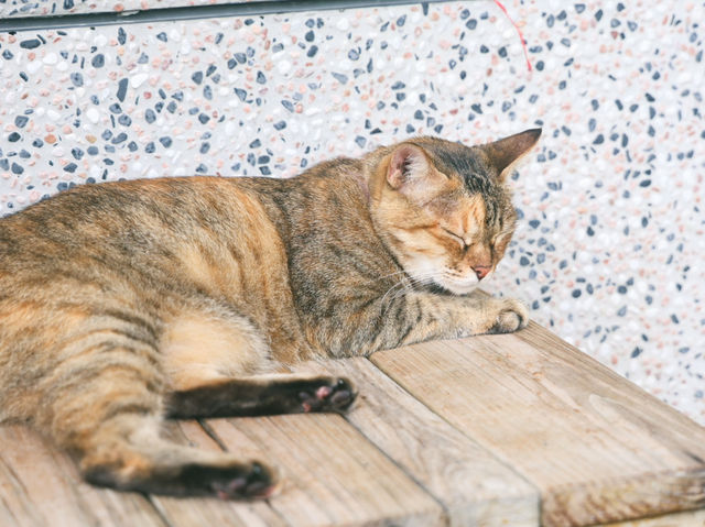 瑞芳猴硐貓村🐱台灣最可愛的貓貓都在這裡了吧！