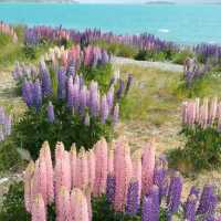 Lake Tekapo Magic: A Serene Day Surrounded by Lavender and Turquoise Waters!