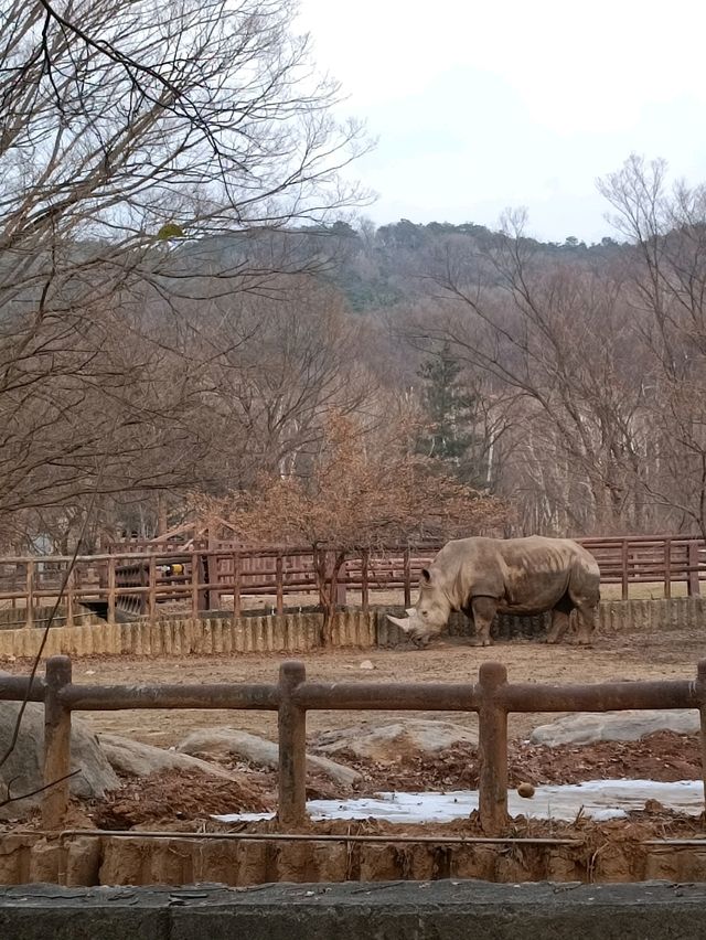 首爾親子遊 - 首爾動物園