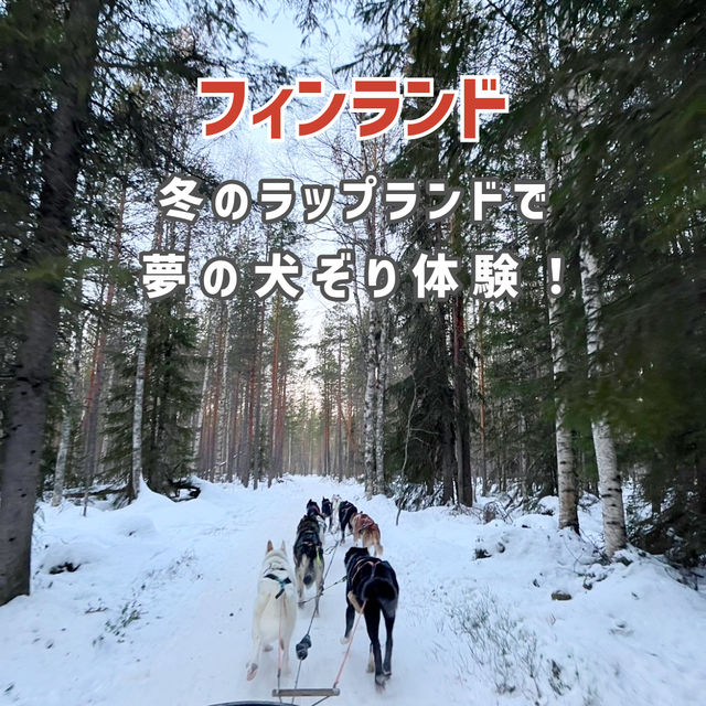 【フィンランド】冬のラップランドでする夢の犬ぞり体験🐕🛷❄️