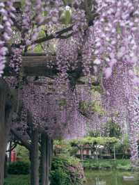 亀戸天神社🌸藤まつりで感じる春の絶景