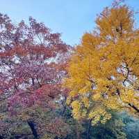 秋日的香山：风景如画，红叶如诗