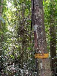 Exploring the Wild: My Adventure at Taman Negara National Park, Malaysia