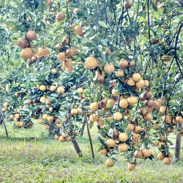 大吉大利新春採橘🍊去