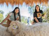 Stardoi Farm Khaoyai 