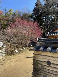 【伊豆×初春の旅】熱海で韓国？を楽しめる庭園