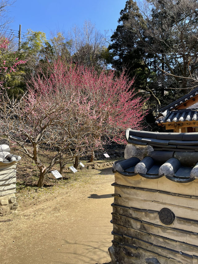 【伊豆×初春の旅】熱海で韓国？を楽しめる庭園