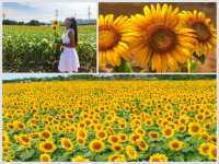 【愛知】黄色の絨毯🌻一面に広がるひまわり畑を楽しむ