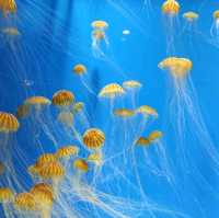 桃園xpark水族館，交通方便小而美~