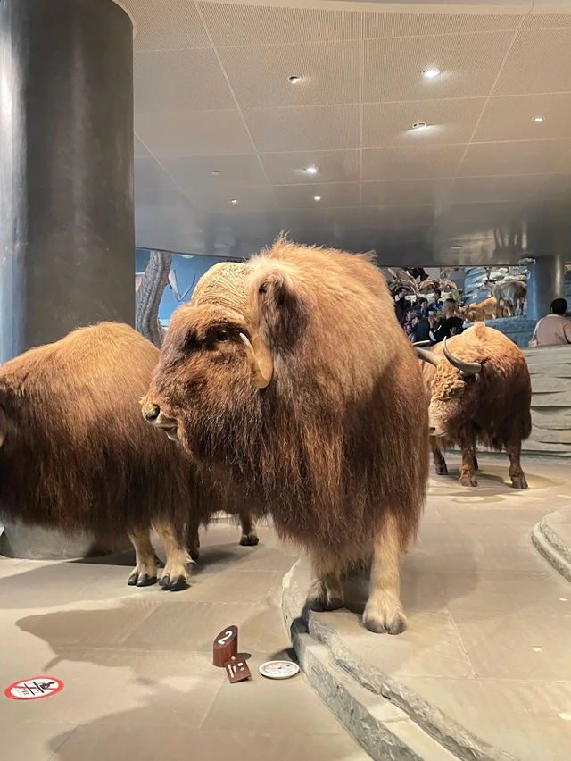 Shanghai History Museum