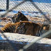 Roaring Adventure at Siberian Tiger Park, Harbin 🐅