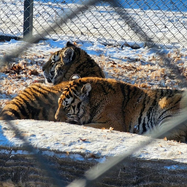 Roaring Adventure at Siberian Tiger Park, Harbin 🐅
