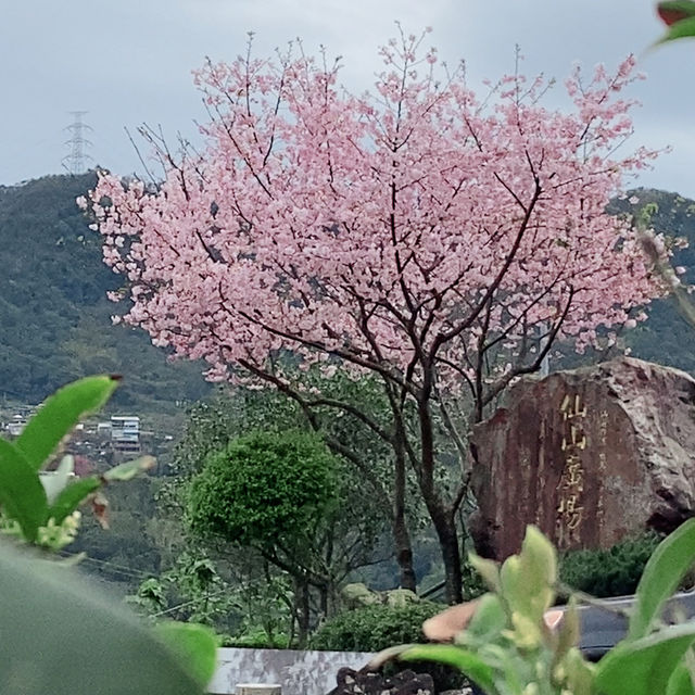 台北｜綠光平台旁盛開的粉色櫻花