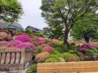🇯🇵 東京超美杜鵑花神社🌺 🎐