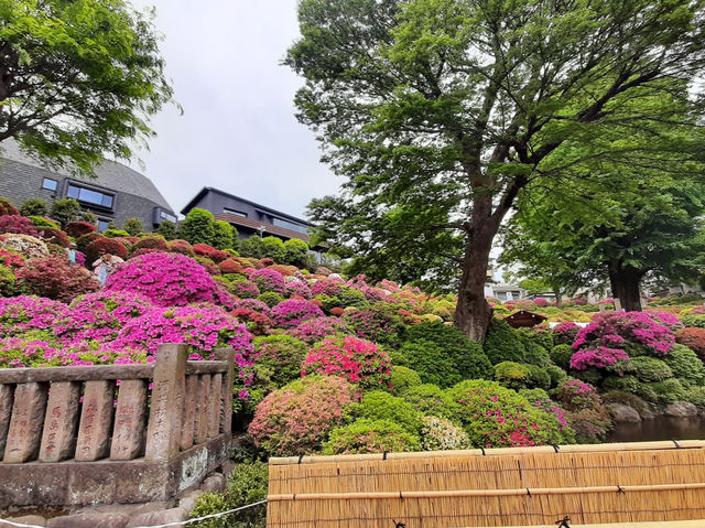 🇯🇵 東京超美杜鵑花神社🌺 🎐