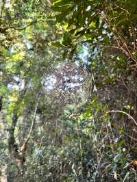 Wilderness Wonder: Hiking Lamington National Park