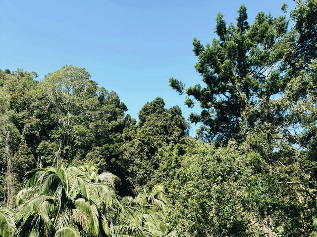神秘的な滝と熱帯雨林に癒される✨🌿タンボリーン国立公園