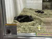 🇯🇵【愛媛県】子連れ旅行におすすめ！スタンプラリーが楽しい動物園🦁