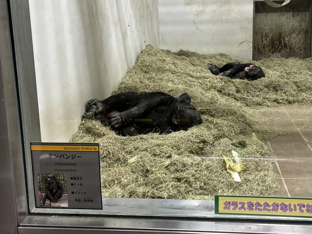 🇯🇵【愛媛県】子連れ旅行におすすめ！スタンプラリーが楽しい動物園🦁