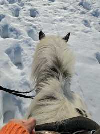 青森で雪上乗馬体験