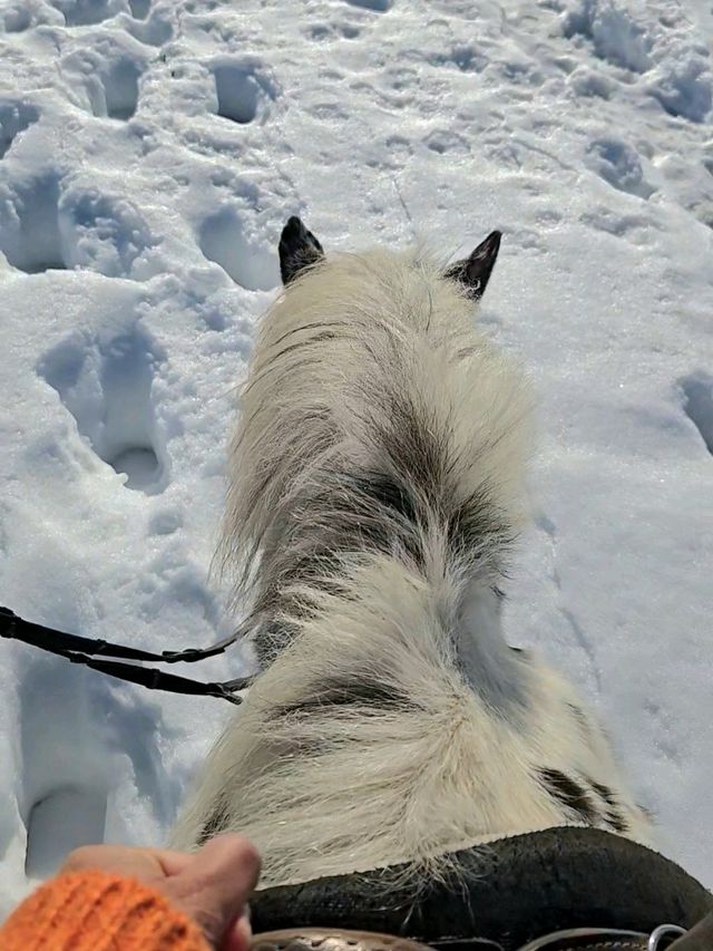 青森で雪上乗馬体験