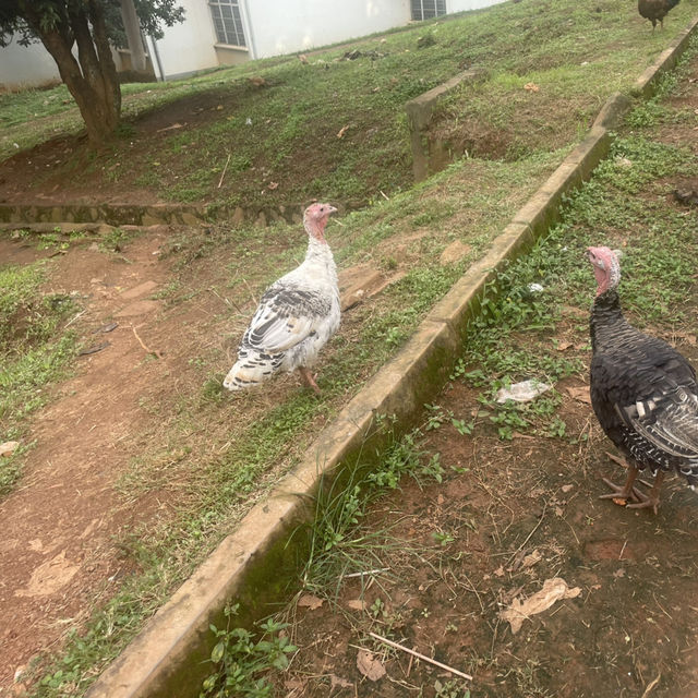 우간다🇺🇬 3개월의 여정