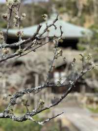 【鎌倉×初春日帰り旅】  「花の寺」として有名  梅の名所