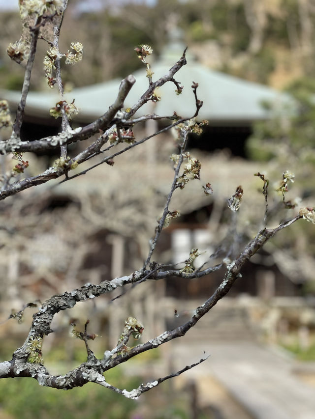 【鎌倉×初春日帰り旅】  「花の寺」として有名  梅の名所