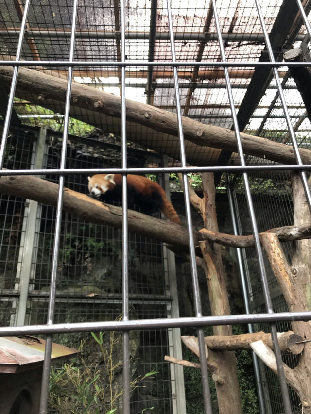 【伊豆🪼】熱川バナナワニ園に行ってみた😆
