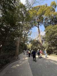 The Perfect Stroll: Meiji Jingu & Jingu Gaien