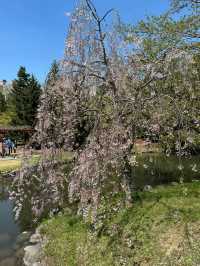 札幌櫻花：北國春天的浪漫景致