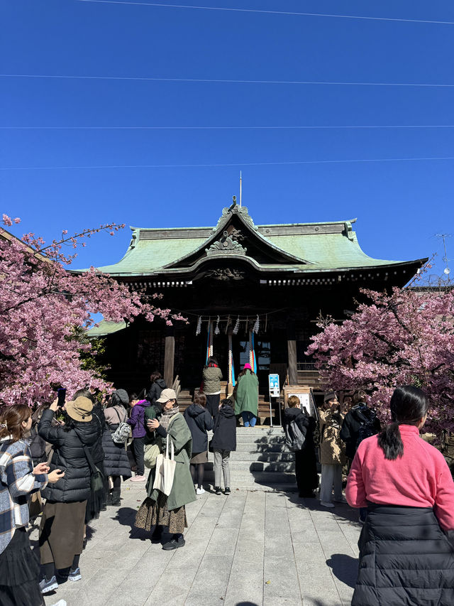東京賞櫻不可錯過嘅櫻神宮🌸